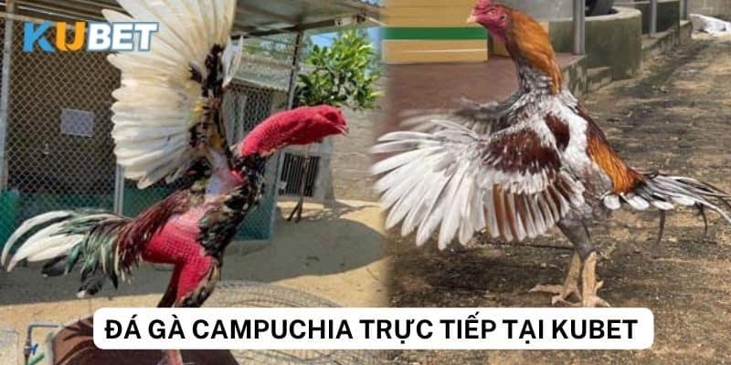 Tính năng đặc biệt của Kubet khi xem đá gà Campuchia trực tiếp