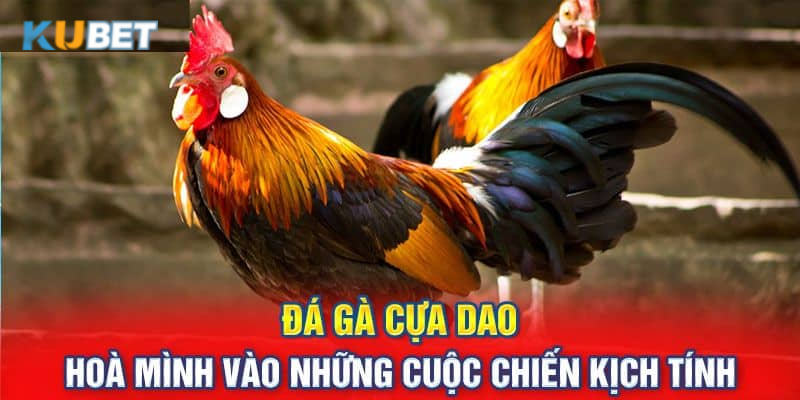 Những điều cần lưu ý khi chơi đấu gà cựa dao online