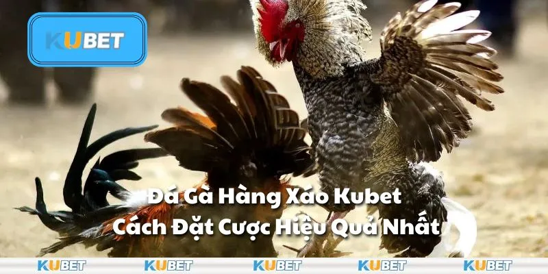 Đá Gà Hàng Xáo Kubet - Cách Đặt Cược Hiệu Quả Nhất