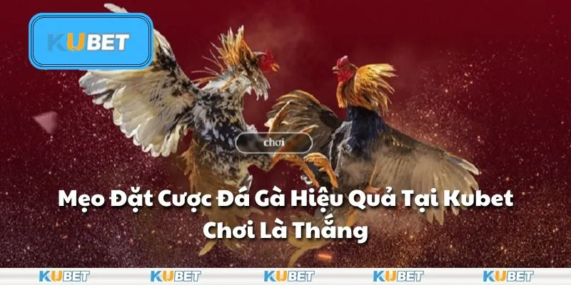 Mẹo Đặt Cược Đá Gà Hiệu Quả Tại Kubet: Chơi Là Thắng